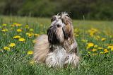 SHIH TZU 238